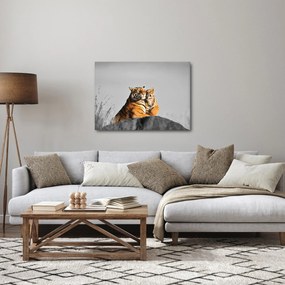 Kép - Tigris és a kölyke, fekete-fehér változat (70x50 cm)