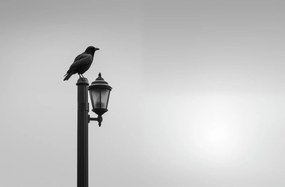 Poszter 91,5x60cm Magányos Holló Állvány