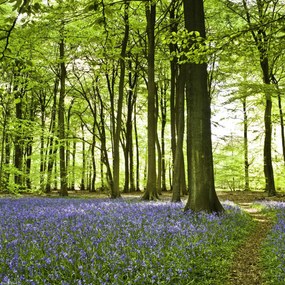 Poszter 30x30cm Tavaszi kékek az erdő alját borítják, Assaf Frank