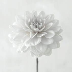 Poszter 40x40cm Dália virág fehér alapon, Assaf Frank