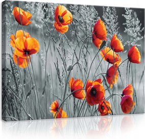 Vászonkép 80x60 Pipacsok piros narancssárga virágok mező nyár természet nyugalom
