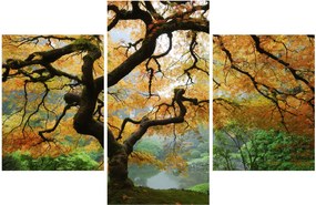 Egy sárga japán juhar képe, Portland, Oregon (90x60 cm)