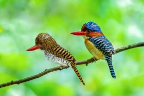 Művészeti fotózás Beautiful couple of Banded Kingfisher birds, boonchai wedmakawand, (40 x 26.7 cm)