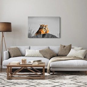 Kép - Tigris és a kölyke, fekete-fehér változat (90x60 cm)
