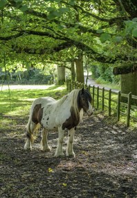 Poszter 68x98cm Ló a farmon, Assaf Frank