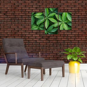 Kép - Levelek harmatcseppekkel (90x60 cm)
