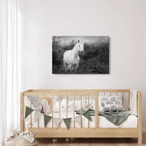 Egy fehér ló képe egy réten, fekete-fehér (90x60 cm)