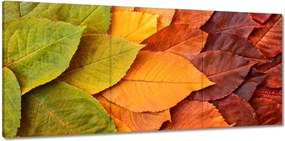Vászonkép 150x70 Őszi színes levelek Levél