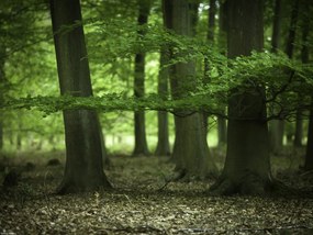 Poszter 40x30cm Fák az erdőben tavasszal, Assaf Frank