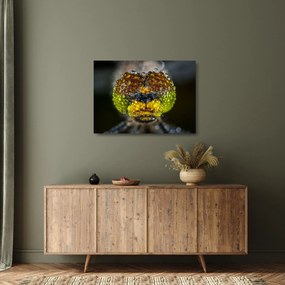 Részletes kép a rovar szemről (üvegen) (70x50 cm)