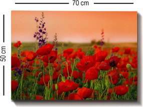 Kanvas vászonkép, 50×70 cm – TR529TCR1101