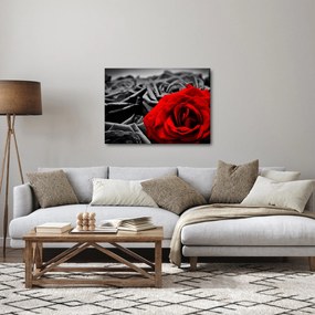 Kép - Rózsák (70x50 cm)