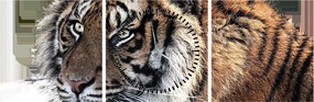 Tigris képe (órával) (90x30 cm)