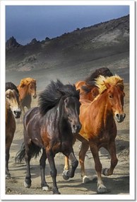 Poszterek keretben 40x60 Vadlócsorda