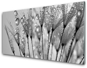Akril üveg kép pitypang növény 100x50 cm