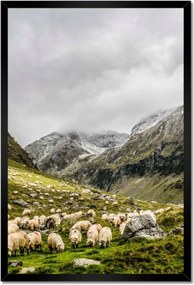 Poszterek keretben 40x60 Juh legeltetés Bárányok