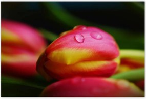 Poszterek 155x105 Tulipánok makró fotó