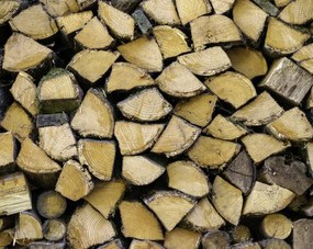 Poszter 76x60,5cm Fa rönkök, Assaf Frank