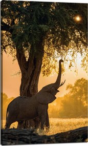 Vászonkép Pózoló elefánt szavanna naplemente 60x100 cm