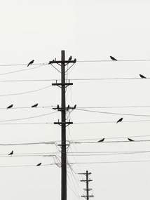 Poszter 75x100cm Szimfónia a dróton