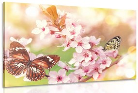 Kép tavaszi virágok egzotikus pillangókkal