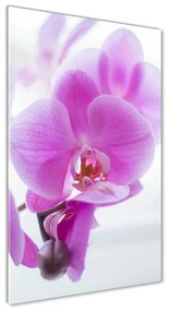 Egyedi üvegkép Rózsaszín orchidea osv-178713472