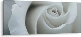 Kép - Fehér rózsa (120x50 cm)