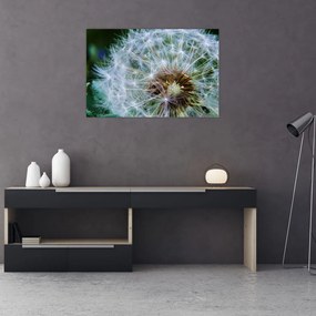 Elvirágzott pitypang képe (90x60 cm)