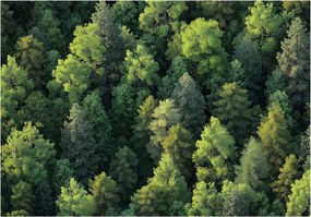 Fotótapéta Erdő A FlizelinEN Gyönyörű Kilátás fotótapéta falra ragasztó