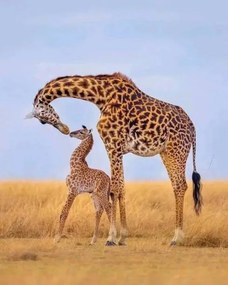 Fotográfia Giraffes, Ayanda Madondo