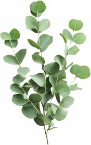 EMI Eucalyptus aromapárna 50x70 cm