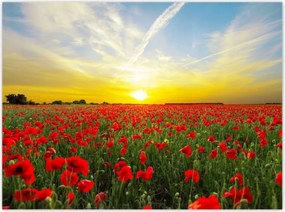 Poszterek 135x100 Pipacsmező nyugattal