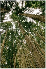 Poszterek 80x120 Fák