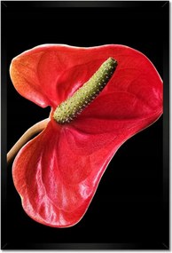 Poszter keretben 40x60 Piros virág Anturium