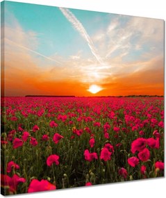 Vászonkép 40x40 Rózsaszín pipacsok Naplemente