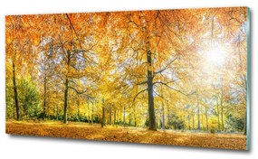 Üvegfotó Erdő ősszel osh-70578437
