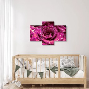 Rózsaszín rózsa virágzata képe (90x60 cm)