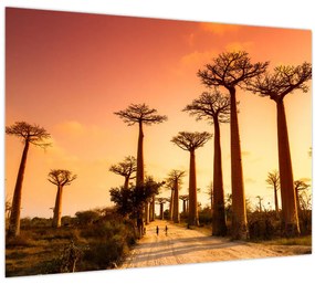 Üveg kép - Naplemente a Baobab Alley-ben (70x50 cm)