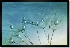 Poszterek keretben 60x40 Pitypang Virág Virágok