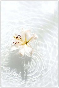 Poszterek 80x120 Virág a vízen Név