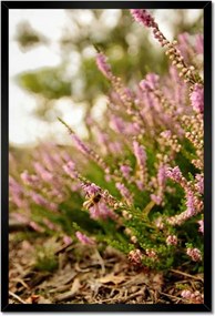 Poszterek keretben 40x60 Erdei láp