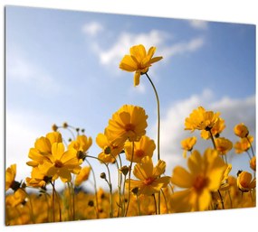 Fényes sárga virágokkal rendelkező mező képe (üvegen) (70x50 cm)