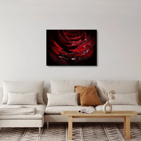 Kép - Rózsa részlete (üvegen) (70x50 cm)