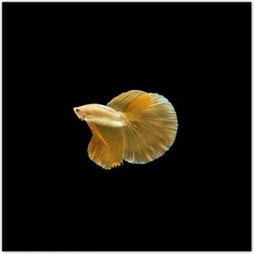 Poszterek 140x140 Arany sziámi hal