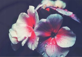 Fotótapéta Virágok Rosa Makro Finom szirmok Természet Nyugalom 200x140 +ragasztó