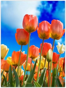 Poszterek 100x135 Színes tulipánok