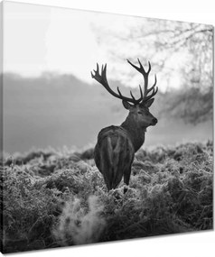 Vászonkép 70x70 Szarvas a rikkancson