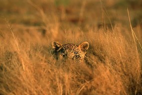 Fotográfia Leopard (Panthera pardus) hiding in grass, Africa, Martin Harvey