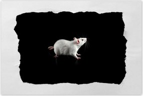 Poszter 90x60 Fehér kis egér