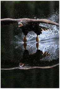 Poszterek 80x120 Madarak